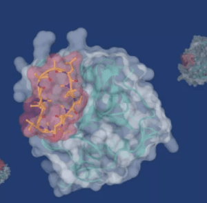 Read more about the article Israeli and Japanese researchers have identified unique peptides with potential anti-cancer properties